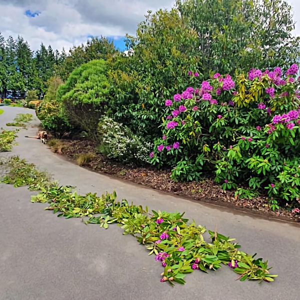 Garden pruning