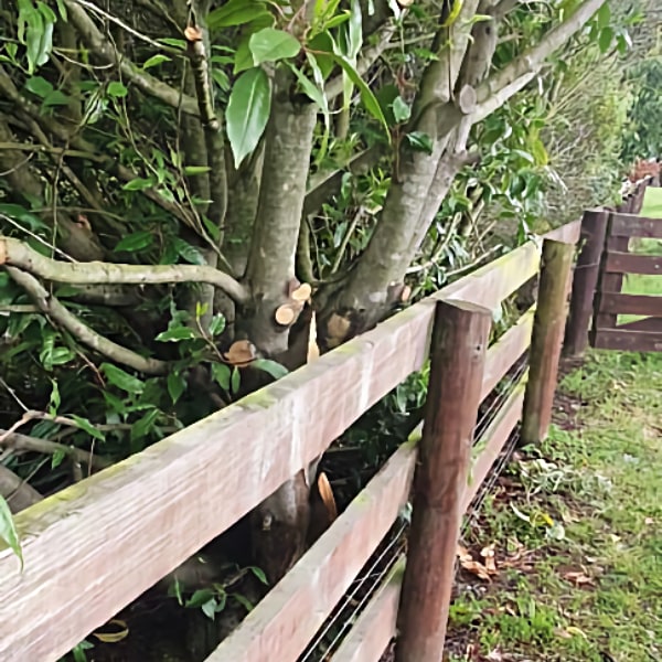 Garden pruning